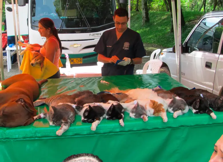 Esterlizar a los animales de compañía es un acto de amor y responsabilidad por parte de sus familias a cargo. FOTO: EL COLOMBIANO