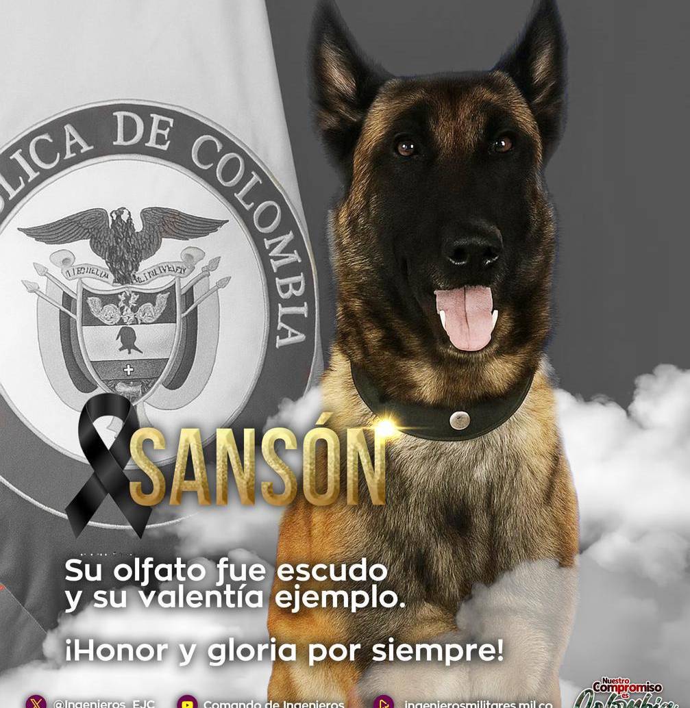 Este era Sansón, el perro que fue herido en el municipio de Yondó. FOTO: imagen tomada de redes