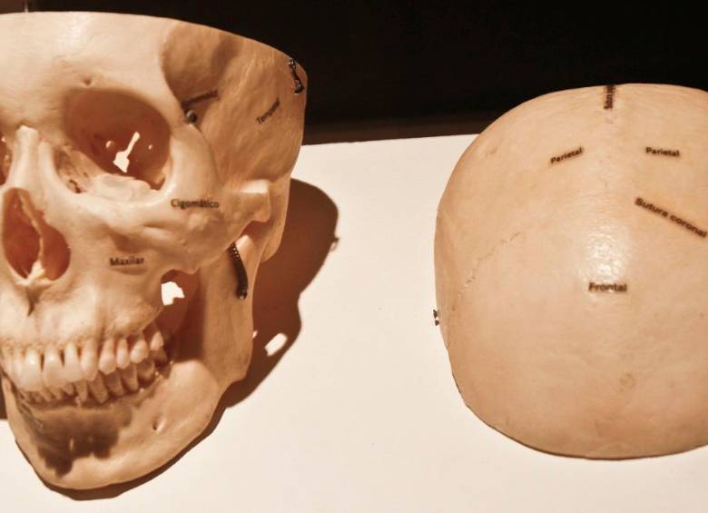 Los investigadores también analizaron el impacto de los factores ambientales en el tamaño del cerebro. Foto: Colprensa
