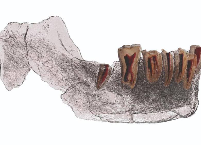 Hallan grupo humano que pudo originar a los neandertales