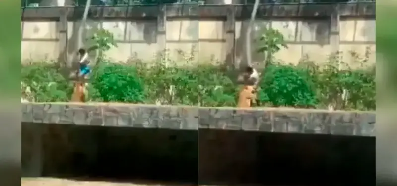 Joven falleció tras invadir la jaula de una leona en Brasil