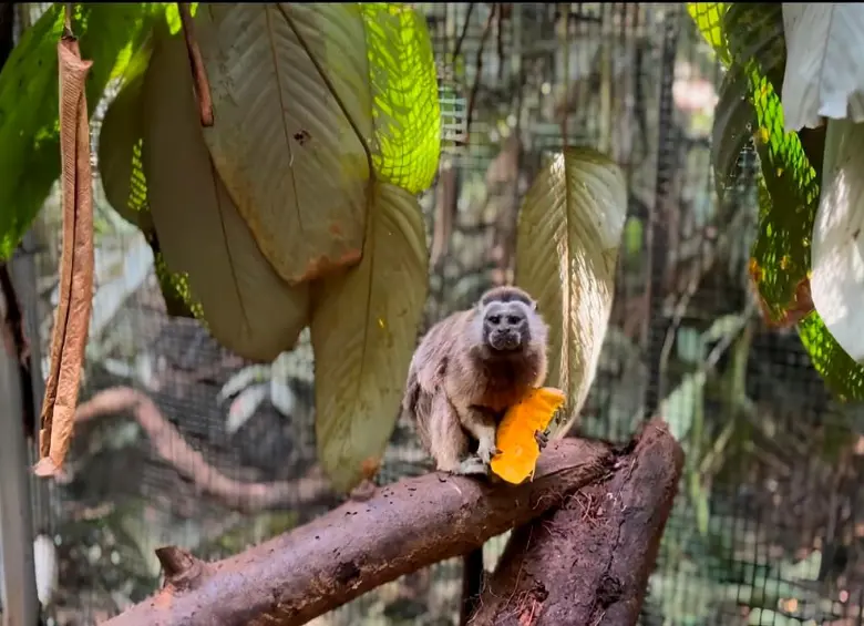 Dos monos tití que se conocieron en cautiverio volvieron a la libertad como pareja en una histórica reserva en Antioquia