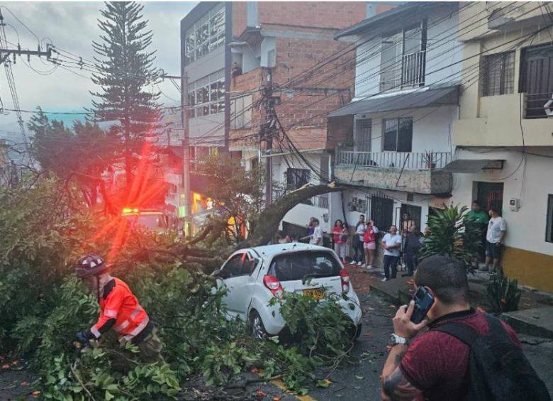 Árbol caído en Campo Valdés, comuna 4. FOTO: SECRETARÍA DE MOVILIDAD