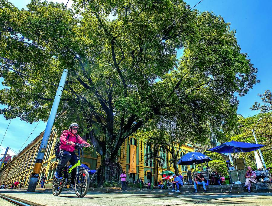 Ubicada en la Plazuela San Ignacio, esta es una de las ceibas más antiguas de Medellín con aproximadamente 150 años. Su “gemela”, también de la misma edad, está al otro costado del parque. FOTO MANUEL SALDARRIAGA