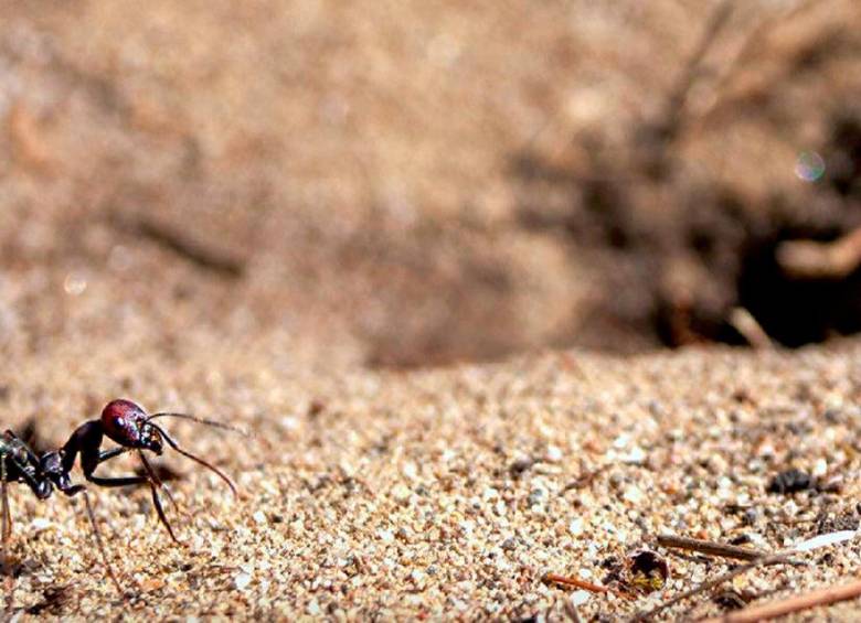 La hormiga del desierto Cataglyphis nodus en la entrada de su nido: un agujero discreto en el suelo que no se puede ver desde la perspectiva de la hormiga. Foto: Europa Press.