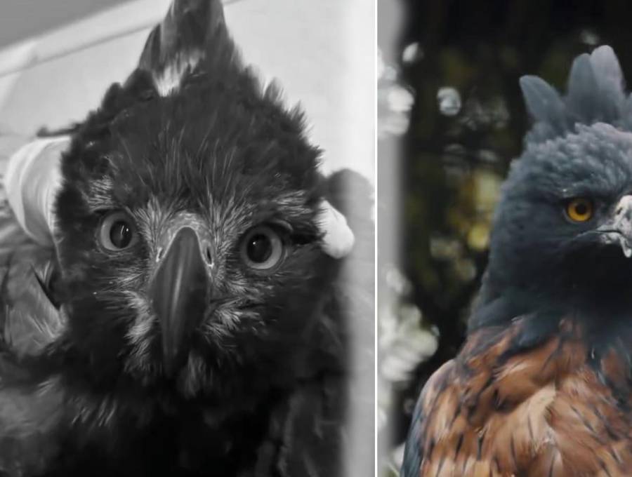 El animal presentaba, además de la herida por el disparo, una fractura grave en su miembro inferior izquierdo, anemia severa y dolor intenso. Foto: Cortesía