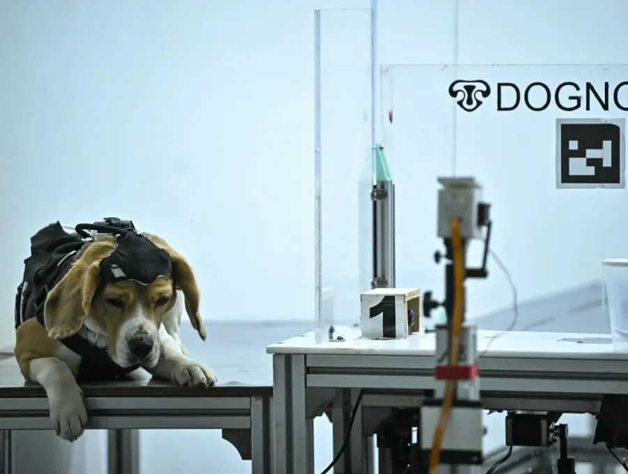 Este es uno de los perros entrenado por la startup Dognosis en Bangalore, India. El animal usa un casco con sensores para olfatear muestras de aliento humano y detectar cáncer. FOTO AFP