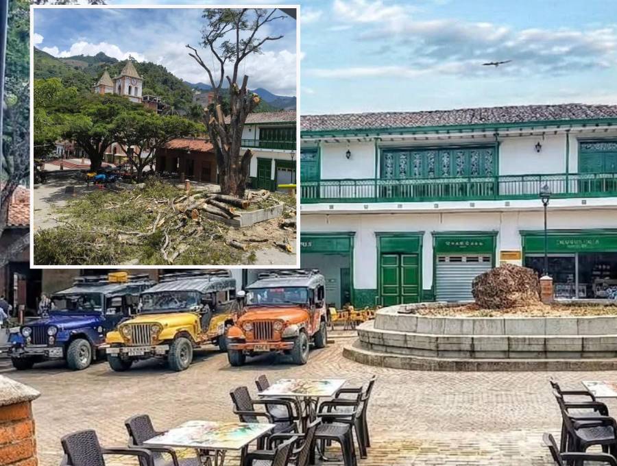 Durante los últimos días se ha hecho la tala paulatina del emblemático árbol. FOTO: imagen tomada de redes.
