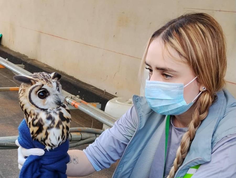 Este fue el búho rescatado del centro comercial ubicado en Bello. FOTO: Cortesía Denuncias Antioquia