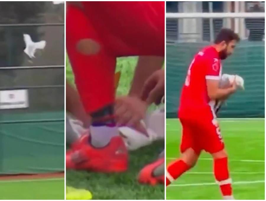 Secuencia de cómo el balón impactó a la gaviota, por lo que después fue atendida por los jugadores en el campo de juego. FOTO: Captura video de redes sociales @AlertaMundoNews