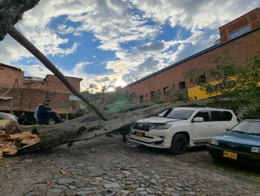 Así quedó el vehículo afectado tras la caída del enorme árbol al interior del estacionamiento. FOTO: Cortesía.