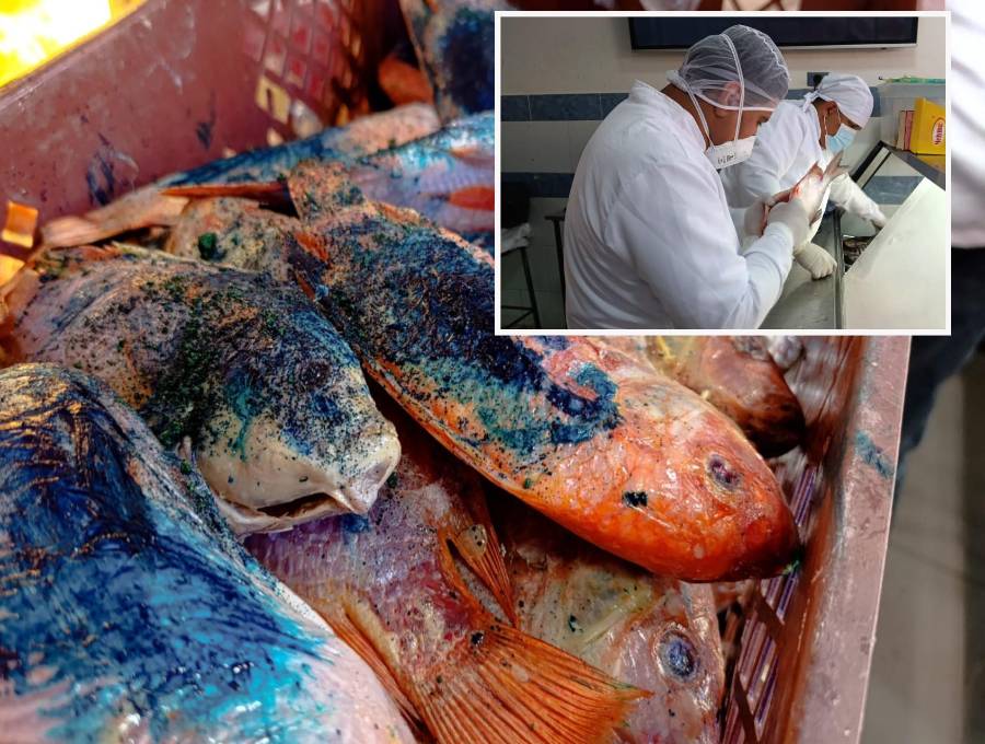 Adelante, funcionarios de sanidad inspeccionan pescados en un mercado de Bello. Abajo, parte de los peces incautados. FOTO: Cortesía.