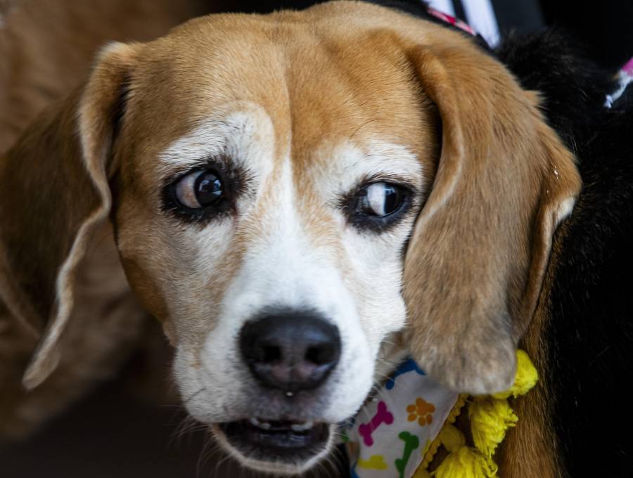 Los animales tendrán microchips para su registro, además de que se prohíbe las mutilaciones al menos que tengan prescripción médica. Foto: Julio César Herrera Echeverri.
