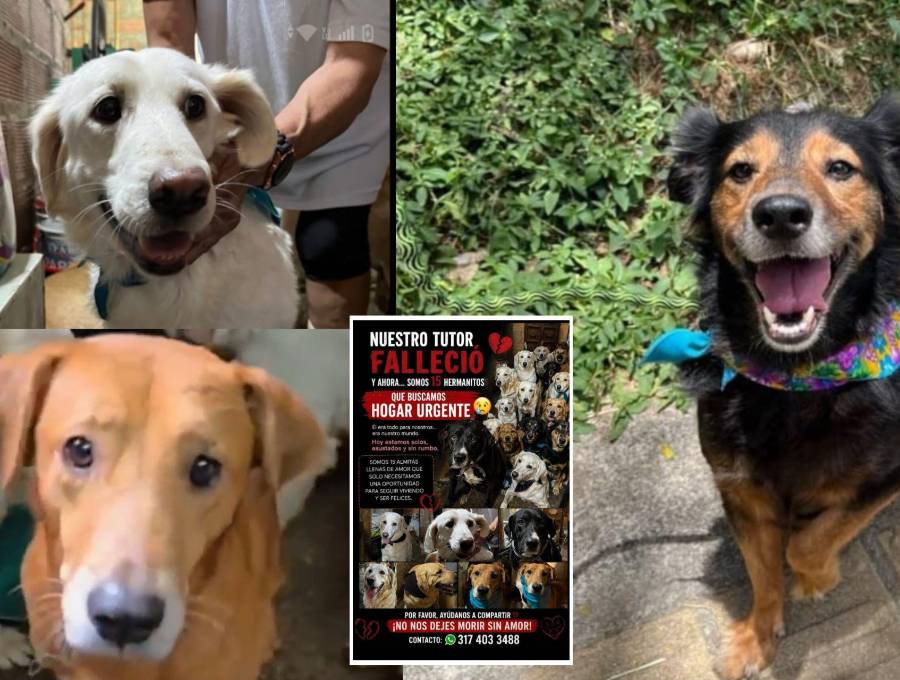 15 perros que viven en Itagüí buscan hogar tras la muerte de su tutor. Fotos suministrada a EL COLOMBIANO