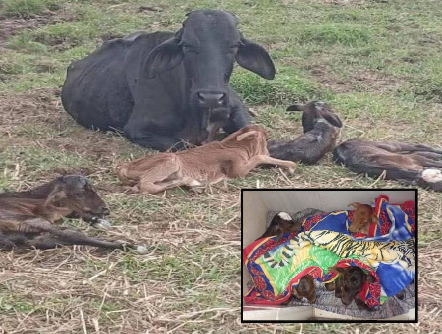 La vaca “Alicia” junto a sus cuatrillizos en un campo de Nariño, Antioquia. FOTO: Imagen tomada de redes.