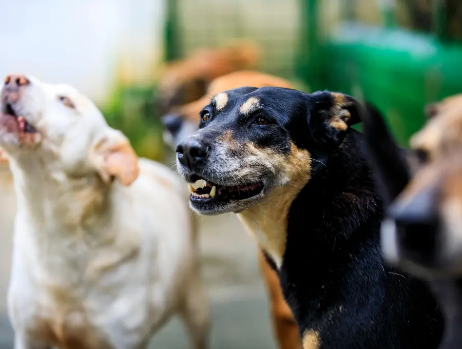 La salud intestinal de los animales incide directamente en su sistema respiratorio, neurológico y dermatológico. FOTO<b> </b>Getty.