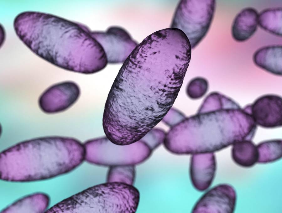 La peste neumónica es la forma más peligrosa de la peste, una enfermedad infecciosa causada por la bacteria <i>Yersinia pestis</i> que puede transmitirse por vía aérea de persona a persona y matar en menos de 24 horas sin tratamiento. FOTO Science Photo Library via AFP