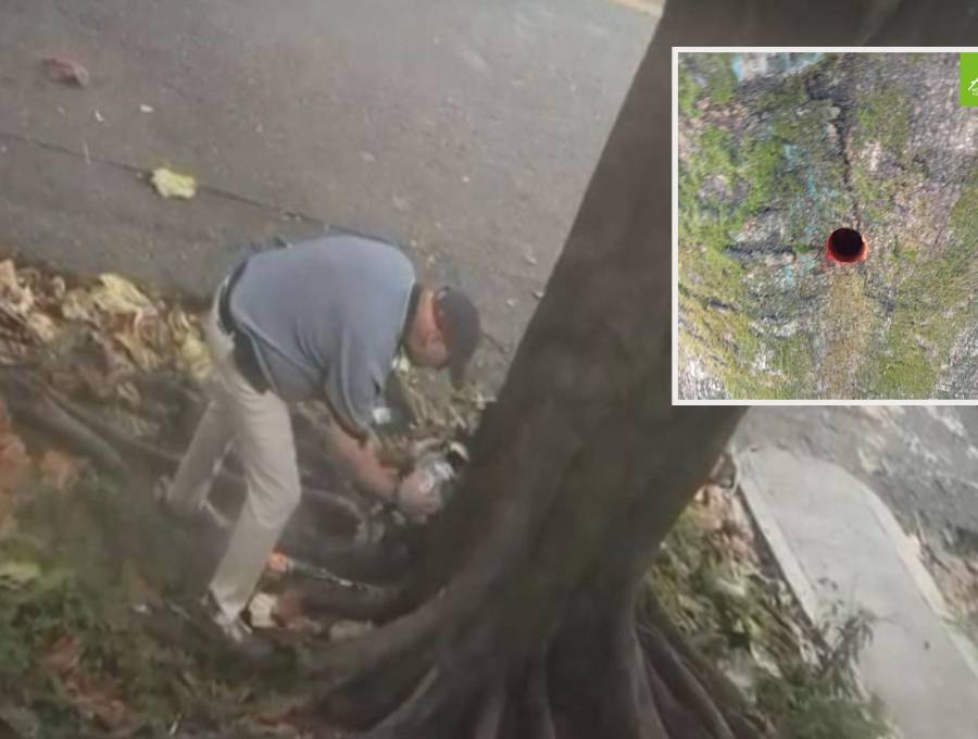 Adelante, el orificio que se le hizo al árbol en su tronco. Atrás, el presunto sospechoso de haber causado la afectación. FOTO: Cortesía Denuncias Antioquia