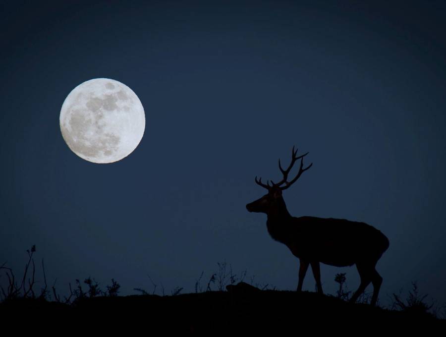 La Luna del Ciervo podrá apreciarse en Colombia este miércoles, 29 de julio, en Colombia. Foto: Getty Images