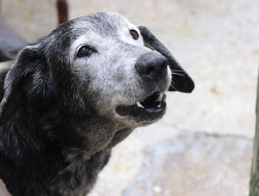 Un total de 80 mascotas, como este perrito, buscan un hogar para pasar sus años dorados rodeados de amor y tranquilidad. FOTO: Cortesía Alcaldía de Medellín