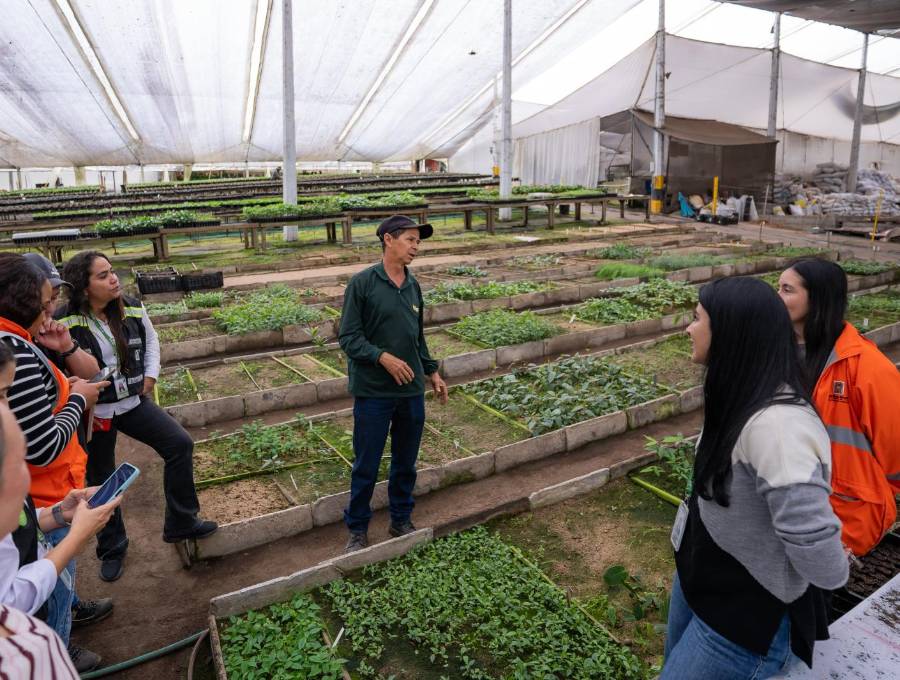 Los primeros 9.000 árboles que harán parte de la reposición arbórea del Metro de la 80 ya crecen en el vivero Tierra Negra, donde son cuidados y preparados antes de comenzar su siembra en el occidente de Medellín. Foto: Cortesía