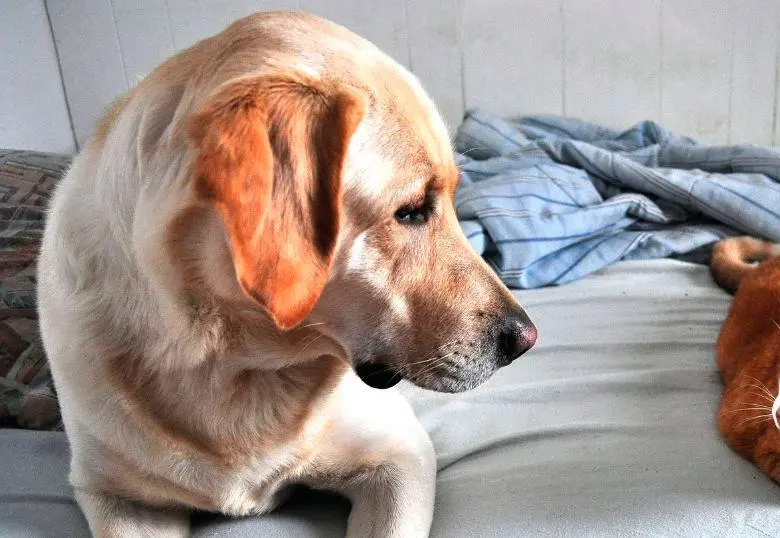 Terapias alternativas para el dolor en perros y gatos