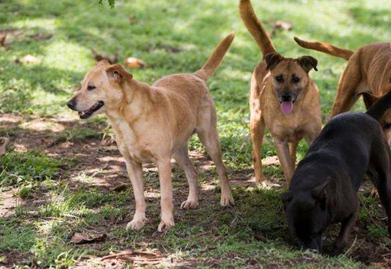 El lenguaje corporal de las mascotas revela lo que sienten