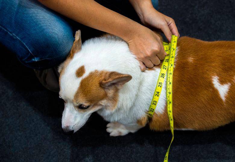Estudio revela relación genética del sobrepeso en humanos y perros