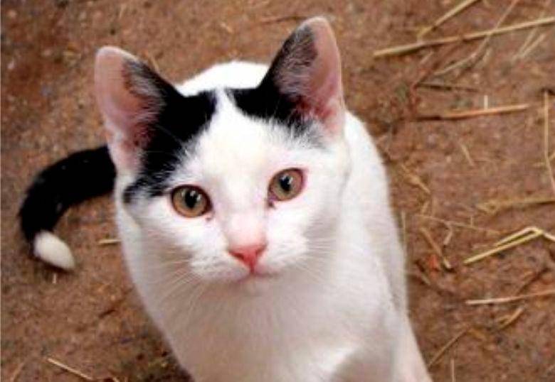 Razones por las que tu gato te mira fijamente