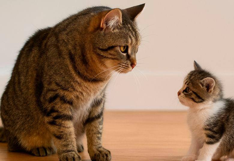 Cómo presentar un gato cachorro a un gato adulto
