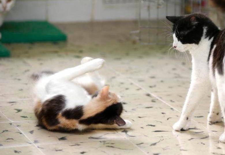 Socialización temprana en gatos: clave en el comportamiento