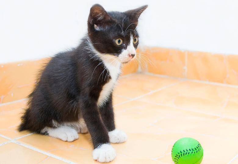 Los gatos también juegan a buscar la pelota