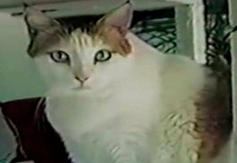 La gata más longeva de la historia vivió 38 años, ¿cómo lo logró?