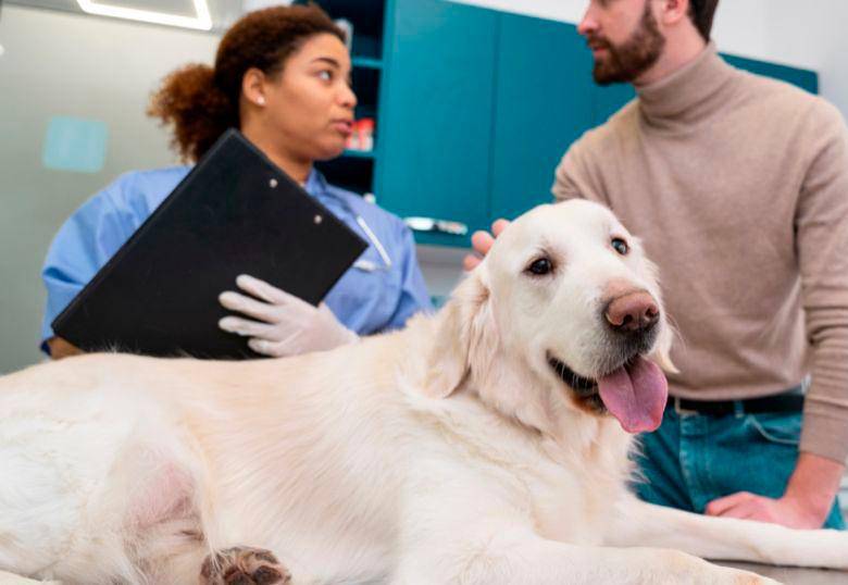 ¿Qué hacer si mi perro tiene una convulsión?