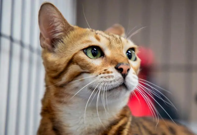 ¿Los gatos pueden reírse o sonreír? Les contamos curiosidades