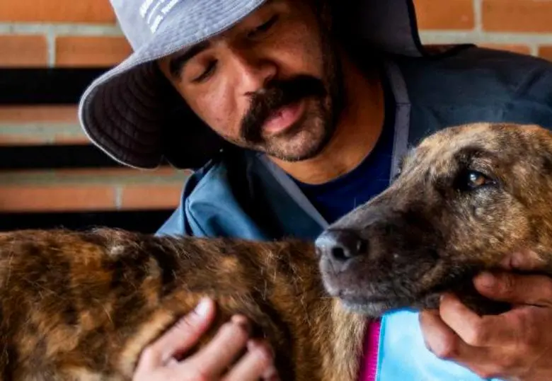 Cáncer en mascotas: claves para cuidar a tu compañero peludo