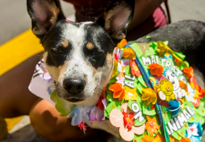 Para la Caminata habrá acompañamiento especial de Bomberos Medellín humedeciendo las calles para evitar lesiones en las patas de los perros. FOTO ARCHIVO EL COLOMBIANO. 