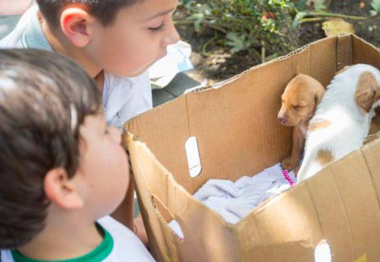 Año Nuevo, mascota nueva: ¿cómo fortalecer el vínculo y no morir en el intento?