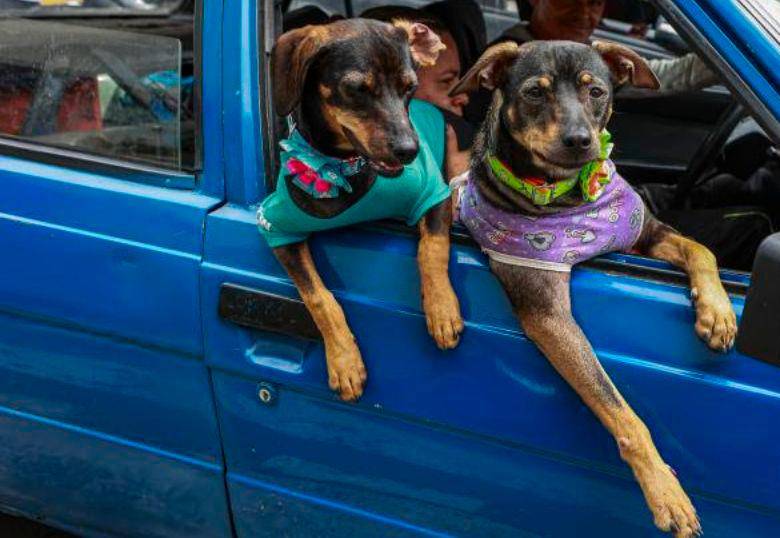 El pet parenting está cambiando la relación entre humanos y mascotas