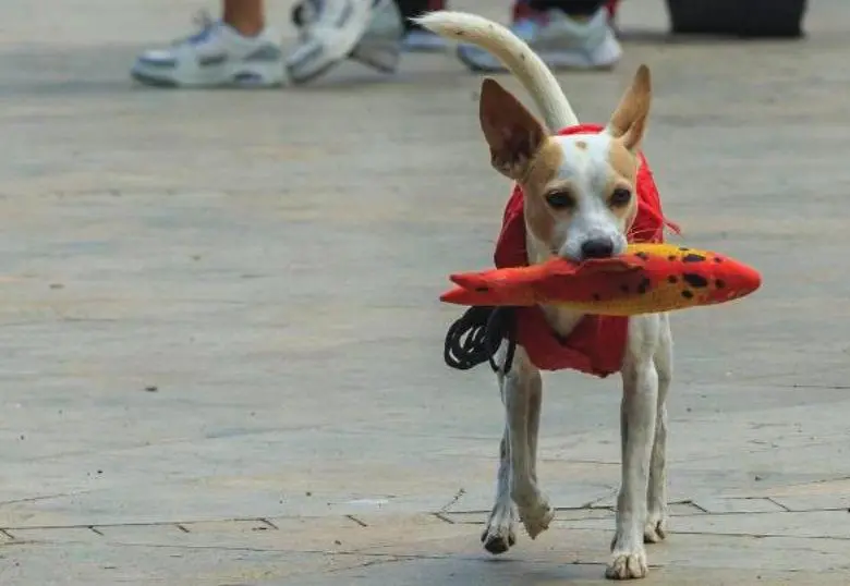 Este es el color favorito de los perros: ¡Te sorprenderás!