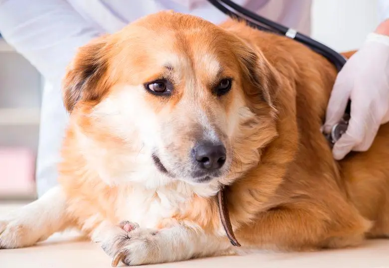¿Los perros pueden sufrir gastritis?
