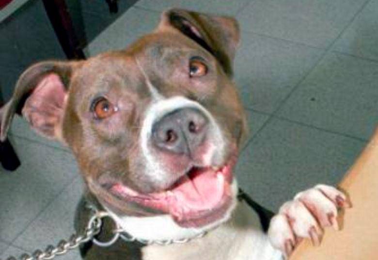 ¿Por qué mi perro quiere lamerlo todo?