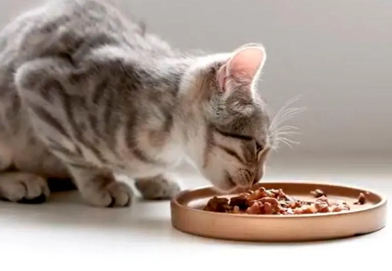 Claves para una alimentación felina saludable y variada