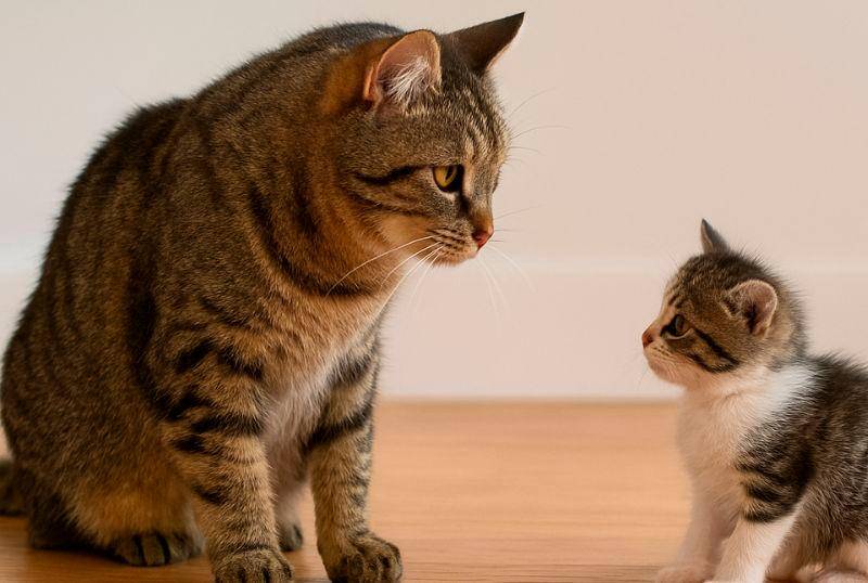 Cómo presentar un gato cachorro a un gato adulto