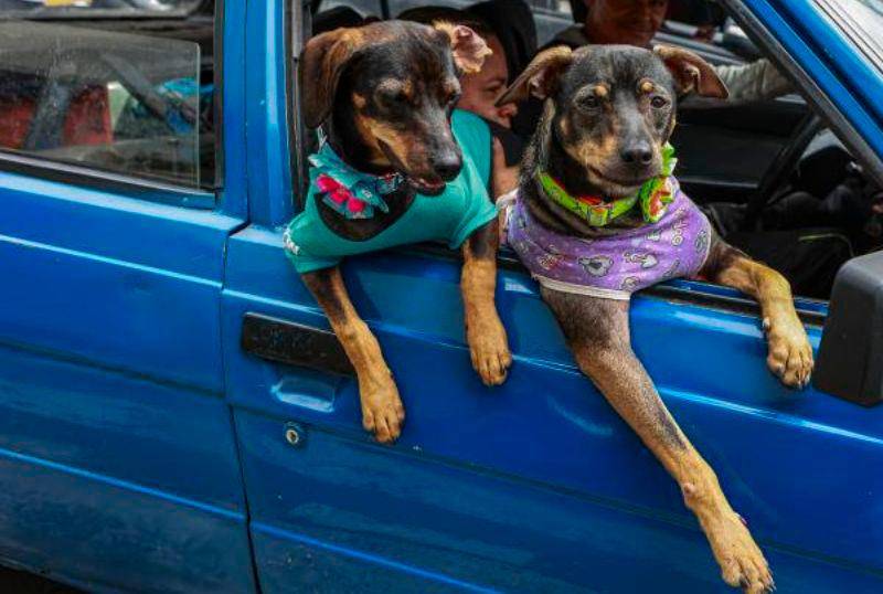 El pet parenting está cambiando la relación entre humanos y mascotas