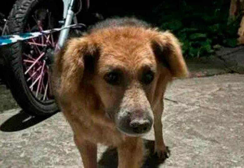 Perro callejero terminó en un tejado huyendo de la pólvora