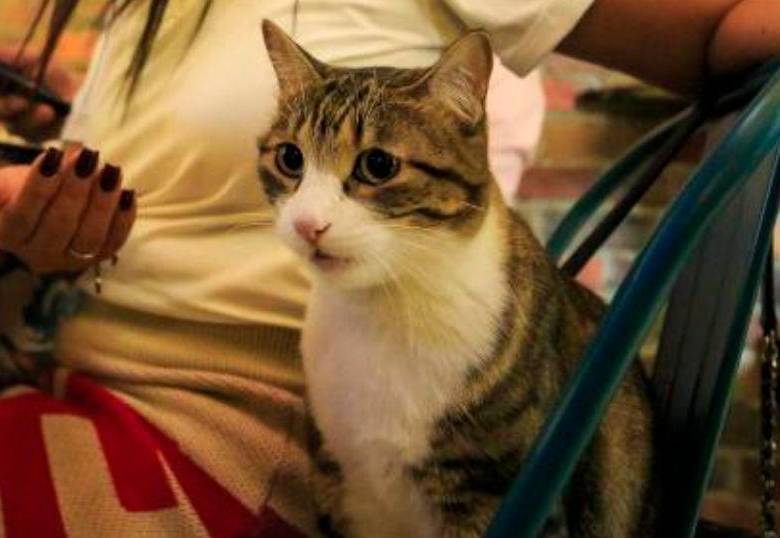 ¡Sorpréndete! Así ven los gatos a sus cuidadores