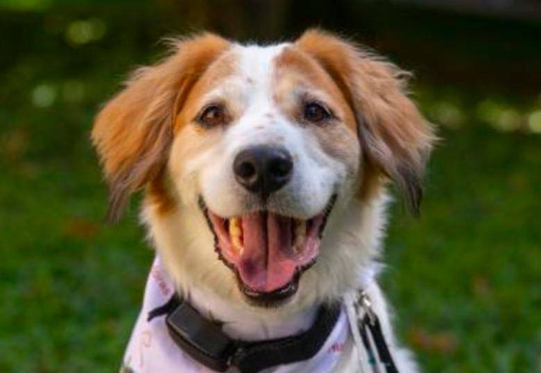 ¿Qué hago si mi perro ladra mucho?