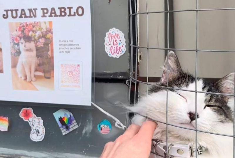 Conoce al gato Juan Pablo y otras mascotas divertidas