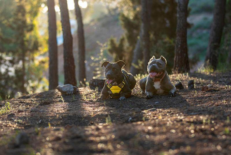 Perros domésticos impactan el medioambiente: ¡Así sucede!
